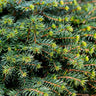 White Spruce Tree