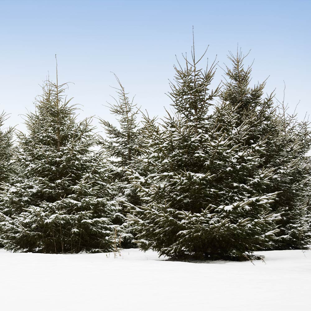 White Spruce Tree