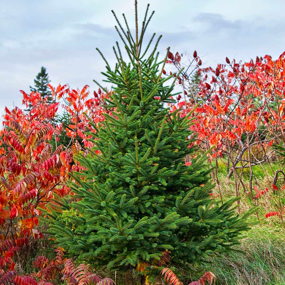 #2 - White Spruce Tree