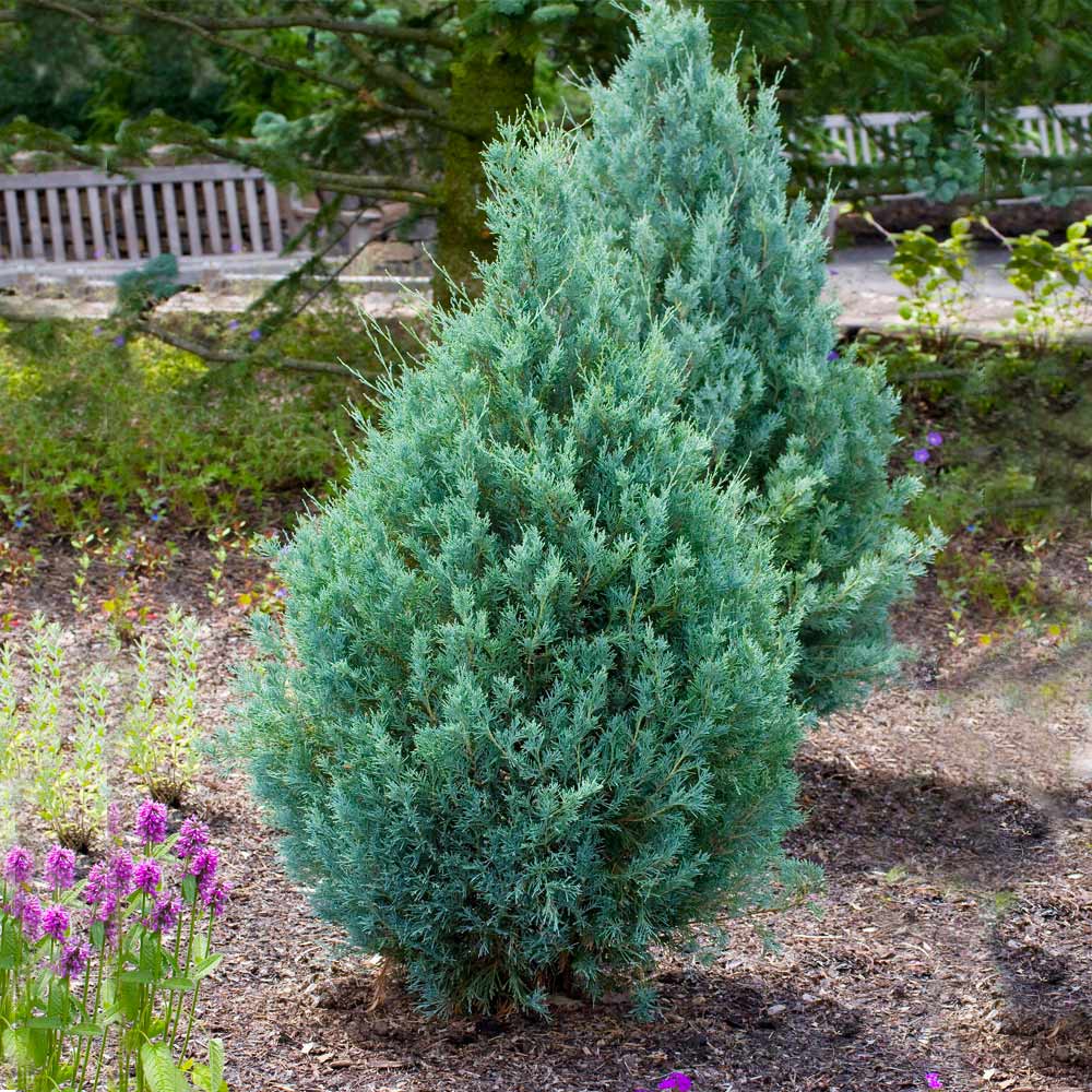 #4 - Wichita Blue Juniper Tree