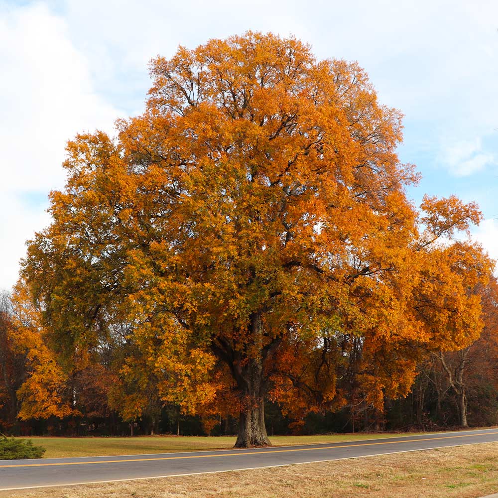 #3 - Willow Oak Tree