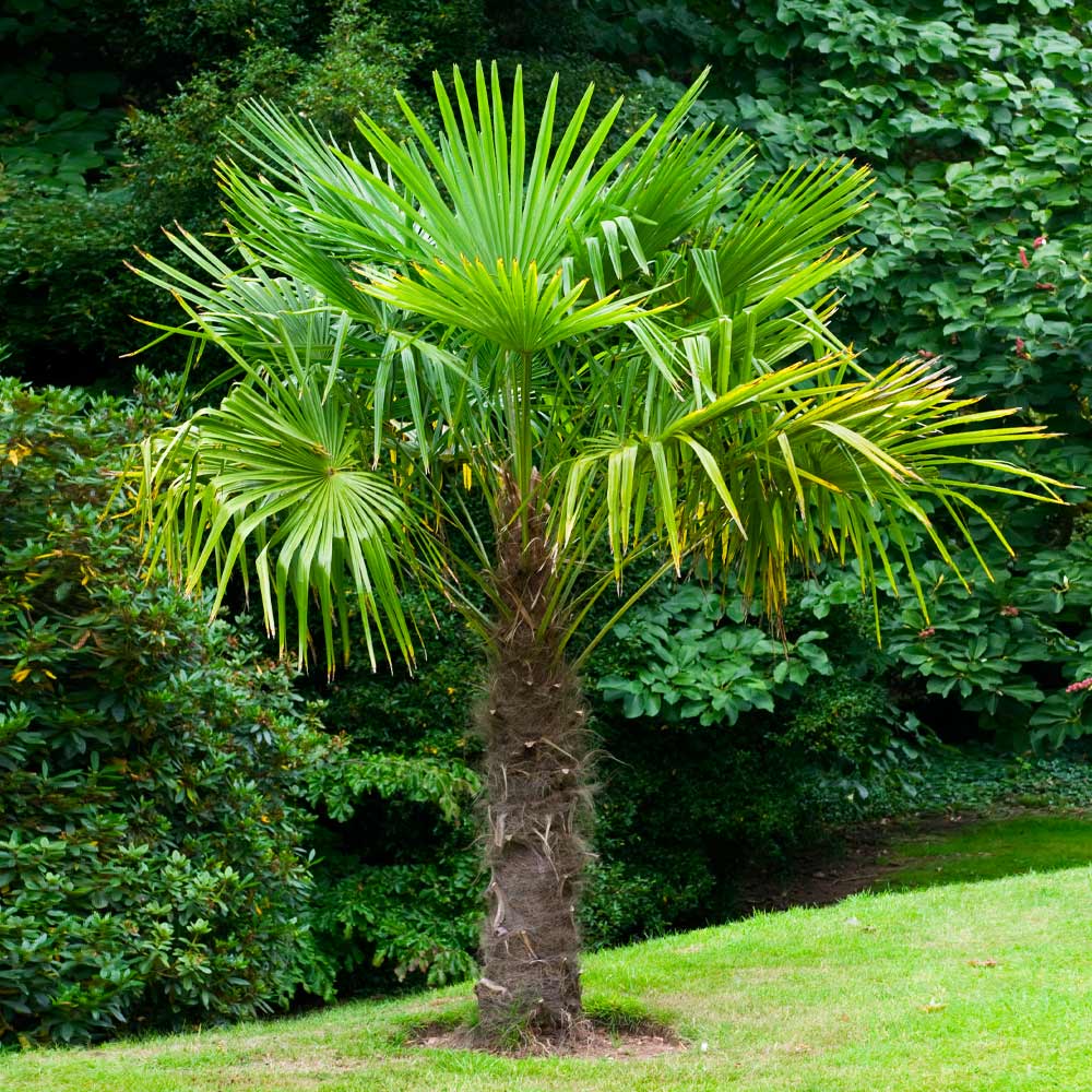 A photo of the Windmill Palm Tree