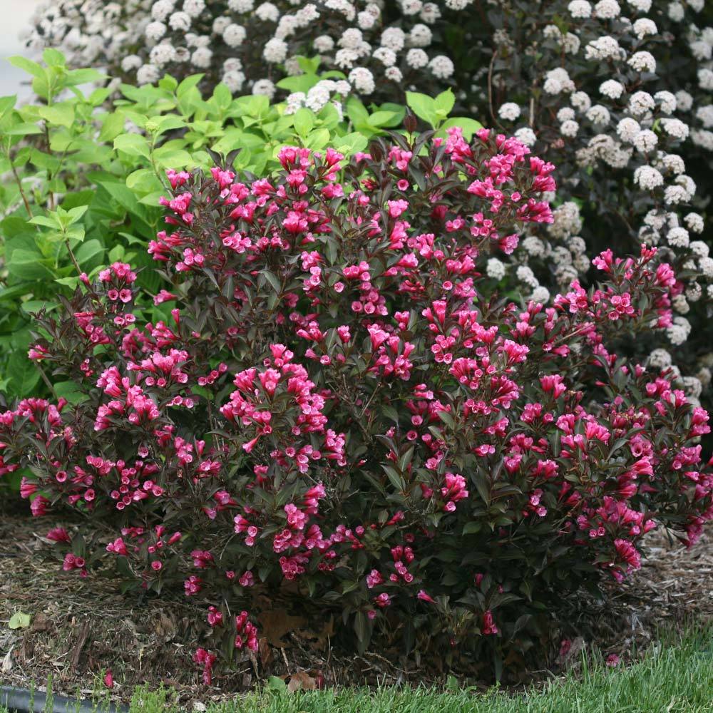Wine & Roses® Weigela Shrub