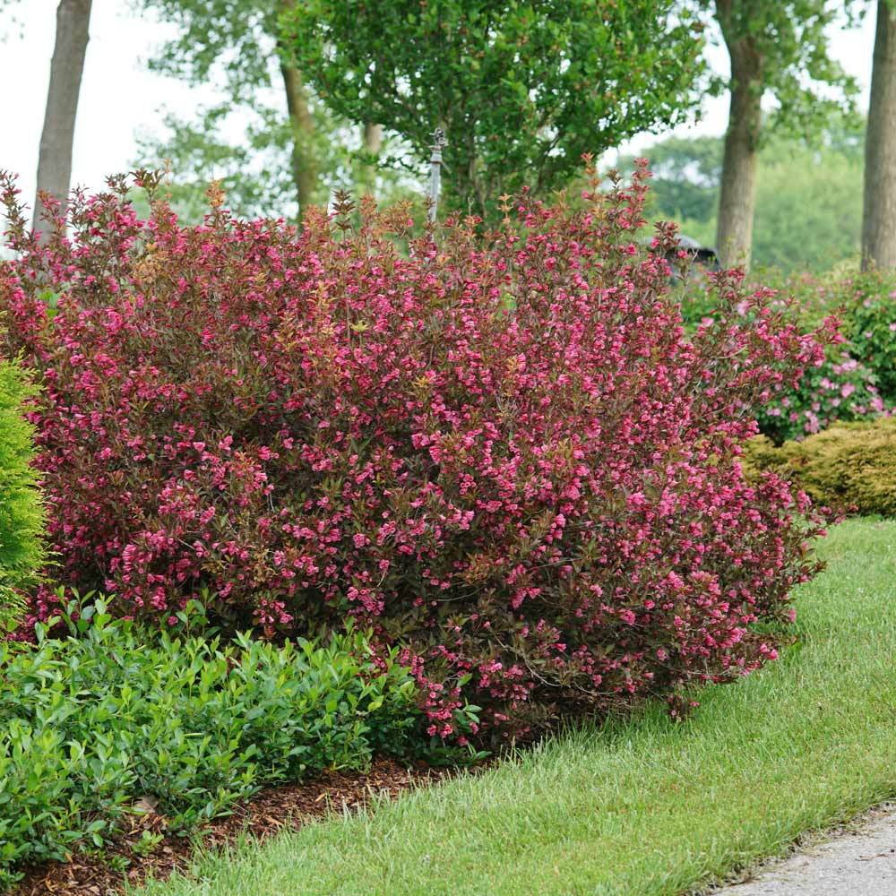 #2 - Wine & Roses® Weigela Shrub