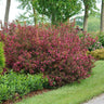 Wine & Roses® Weigela Shrub