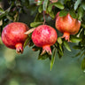 Wonderful Pomegranate Tree