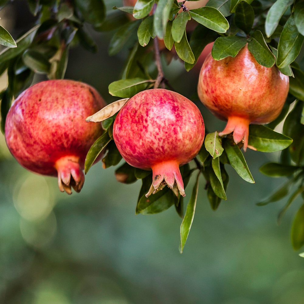 Wonderful Pomegranate Tree