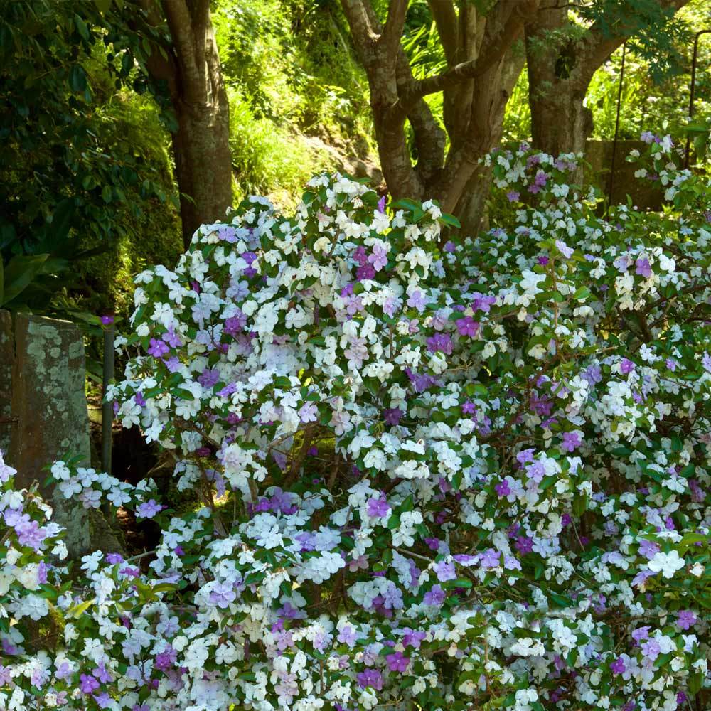 A photo of the Yesterday, Today and Tomorrow Plant