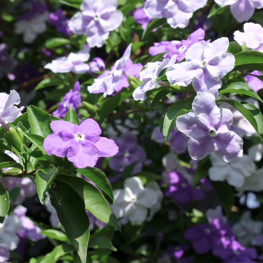 #2 - Yesterday, Today and Tomorrow Plant