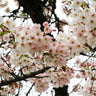 Yoshino Cherry Tree