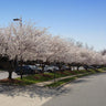 Yoshino Cherry Tree