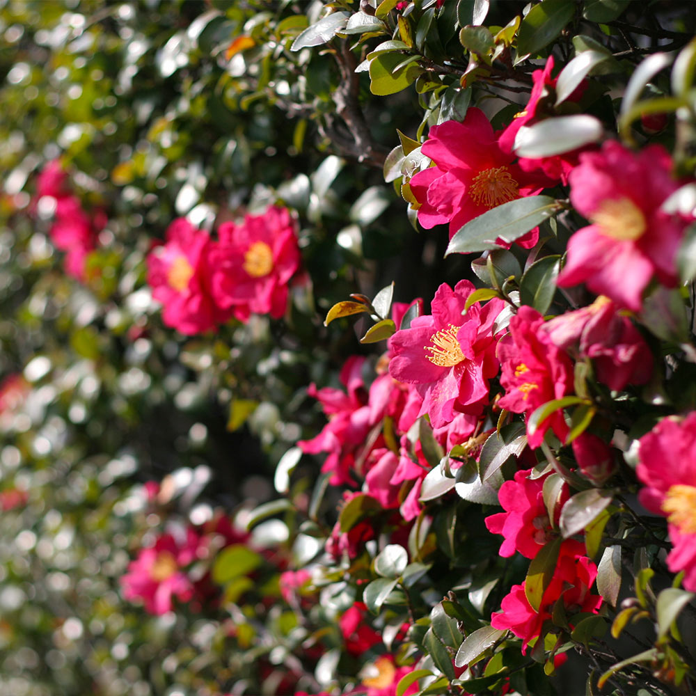 #3 - Yuletide Camellia Shrub