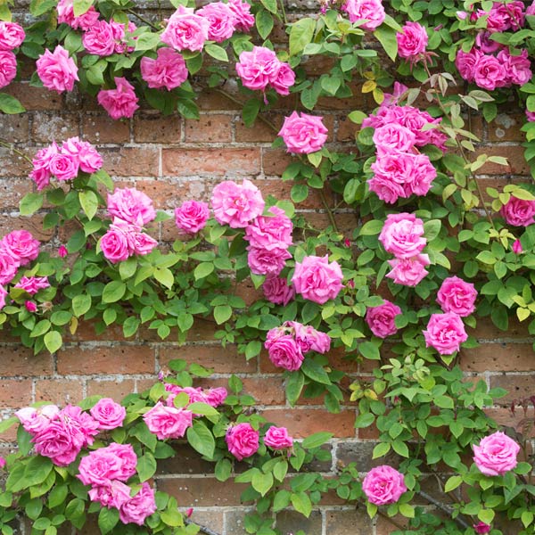 Zephirine Drouhin Climbing Rose