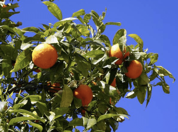 What are Citrus Trees? How and When They Grow Best
