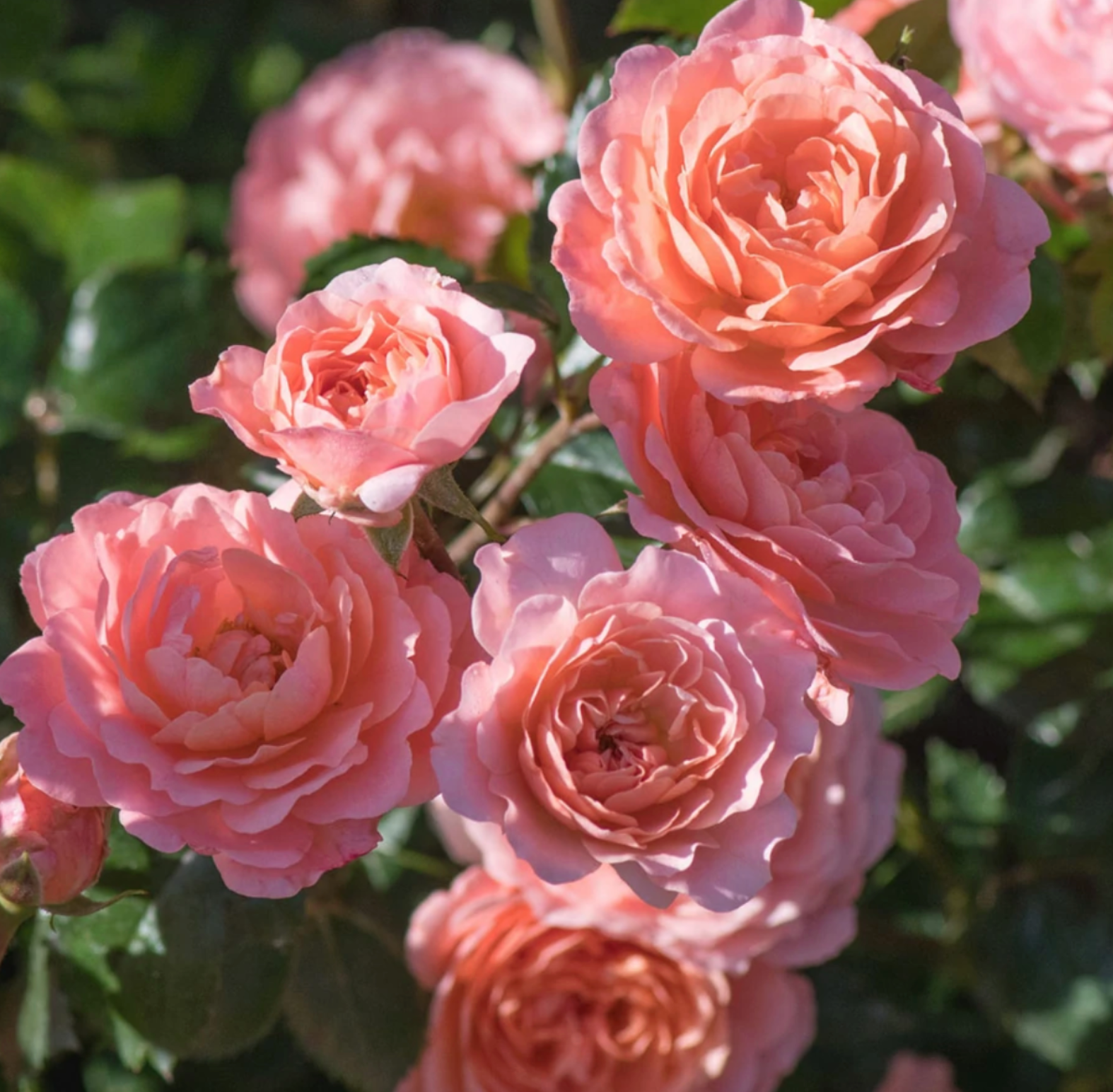 Apricot Drift Rose